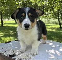 August, a male Pembroke Welsh Corgi for sale in Sullivan, IL – 1 of 5