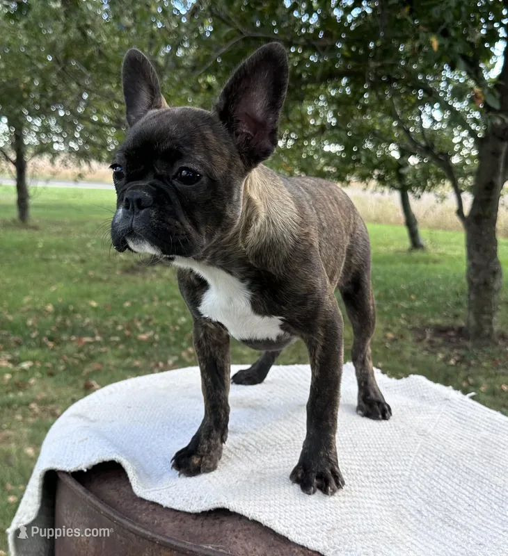 Kayda – Frenchton puppy for sale in Sullivan, IL