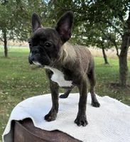 Kayda, a female Frenchton for sale in Sullivan, IL – 1 of 5