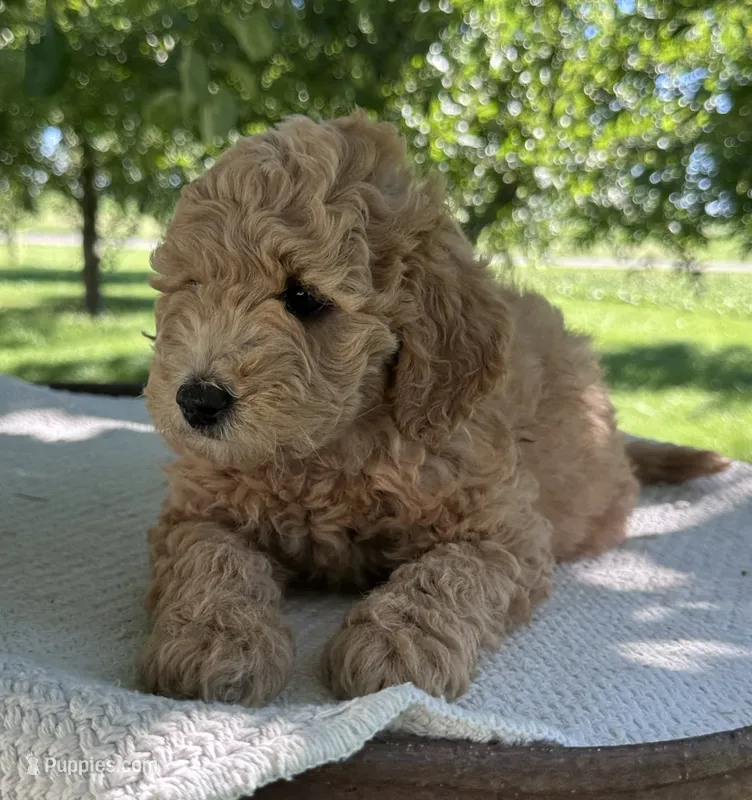 India – Miniature Goldendoodle puppy for sale in Sullivan, IL