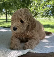 India, a female Miniature Goldendoodle for sale in Sullivan, IL – 1 of 5