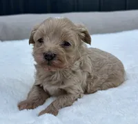 Sailor, a male Maltipoo for sale in Sullivan, IL – 3 of 4