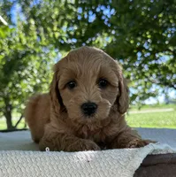 Summer, a female Miniature Goldendoodle for sale in Sullivan, IL – 4 of 5