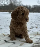 Kulture, a female Miniature Goldendoodle for sale in Sullivan, IL – Photo 3 of 4