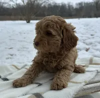 Kulture, a female Miniature Goldendoodle for sale in Sullivan, IL – Photo 4 of 4