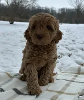 Kulture, a female Miniature Goldendoodle for sale in Sullivan, IL – Photo 1 of 4