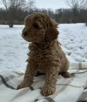Kulture, a female Miniature Goldendoodle for sale in Sullivan, IL – Photo 2 of 4