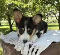 Wyatt, a male Pembroke Welsh Corgi for sale in Sullivan, IL – 4 of 6