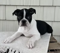 Baxter, a male Boston Terrier for sale in Sullivan, IL – Photo 1 of 5