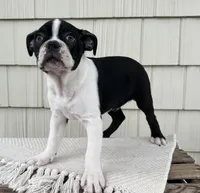 Baxter, a male Boston Terrier for sale in Sullivan, IL – Photo 3 of 5