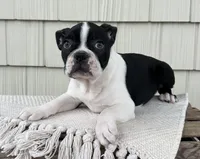 Baxter, a male Boston Terrier for sale in Sullivan, IL – Photo 4 of 5