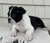 Baxter, a male Boston Terrier for sale in Sullivan, IL – Photo 2 of 5