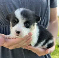 Marina, a female Pembroke Welsh Corgi for sale in Sullivan, IL – 2 of 2