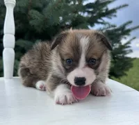 Jax, a male Pembroke Welsh Corgi for sale in Sullivan, IL – 2 of 4