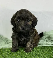 Shyla, a female Havapoo for sale in Sullivan, IL – Photo 3 of 3