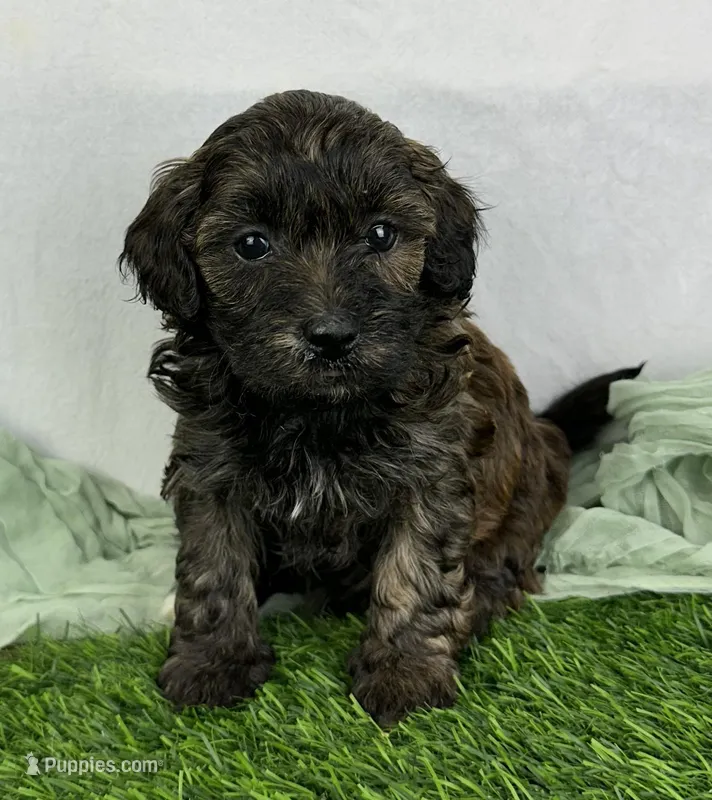 Shyla – Havapoo puppy for sale in Sullivan, IL