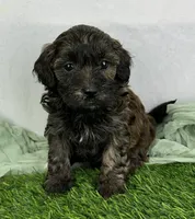 Shyla, a female Havapoo for sale in Sullivan, IL – Photo 1 of 3