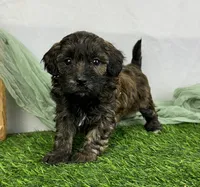 Shyla, a female Havapoo for sale in Sullivan, IL – Photo 2 of 3