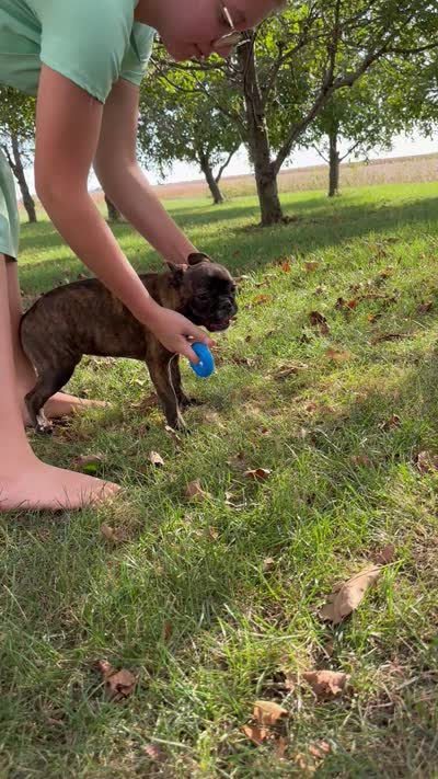 Kayda, a female Frenchton for sale in Sullivan, IL – 5 of 5