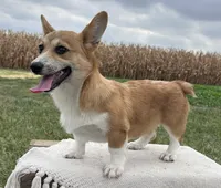 Ali, a female Pembroke Welsh Corgi for sale in Sullivan, IL – 1 of 4