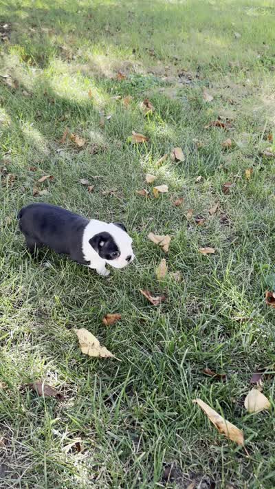 Amara, a female Boston Terrier for sale in Sullivan, IL – 4 of 4