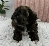 Terra, a female Havapoo for sale in Sullivan, IL – Photo 2 of 6