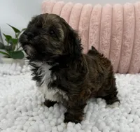 Terra, a female Havapoo for sale in Sullivan, IL – Photo 6 of 6