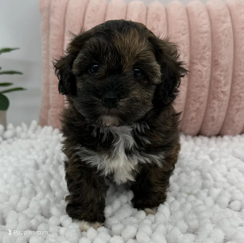 Terra – Havapoo puppy on hold in Sullivan, IL