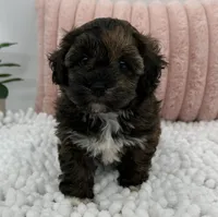 Terra, a female Havapoo for sale in Sullivan, IL – Photo 1 of 6