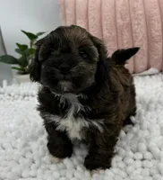 Terra, a female Havapoo for sale in Sullivan, IL – Photo 4 of 6