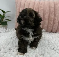 Terra, a female Havapoo for sale in Sullivan, IL – Photo 3 of 6