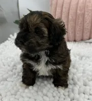 Terra, a female Havapoo for sale in Sullivan, IL – Photo 5 of 6