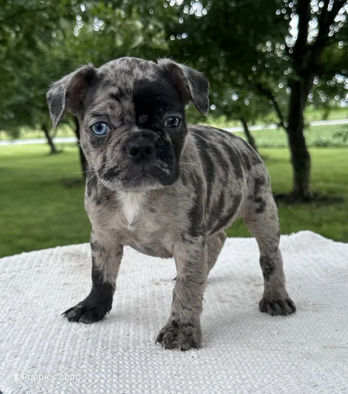 Maple – Frenchton puppy for sale in Sullivan, IL
