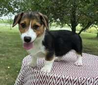 Autumn, a female Pembroke Welsh Corgi for sale in Sullivan, IL – 2 of 5