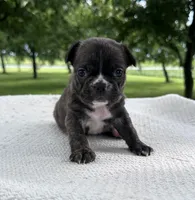 Kenzie, a female Frenchton for sale in Sullivan, IL – 3 of 3