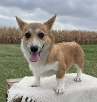 Ali, a female Pembroke Welsh Corgi for sale in Sullivan, IL – 2 of 4