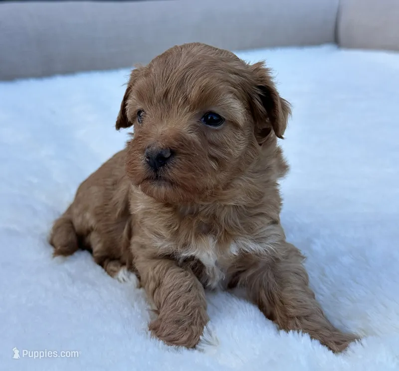 Brooks – Maltipoo puppy for sale in Sullivan, IL