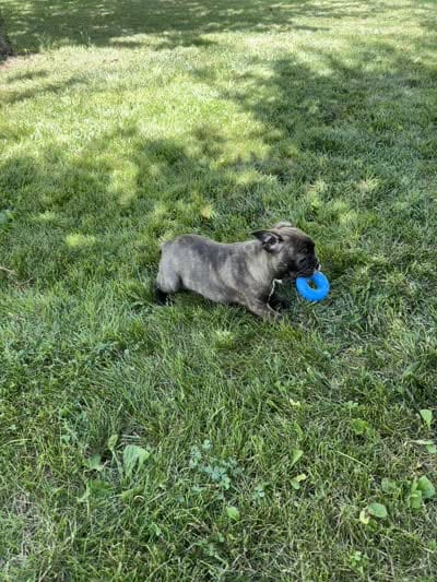 Kayda, a female Frenchton for sale in Sullivan, IL – 4 of 4