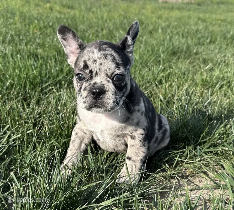 Meadow – Frenchton puppy for sale in Sullivan, IL