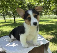 Coco, a female Pembroke Welsh Corgi for sale in Sullivan, IL – 1 of 4