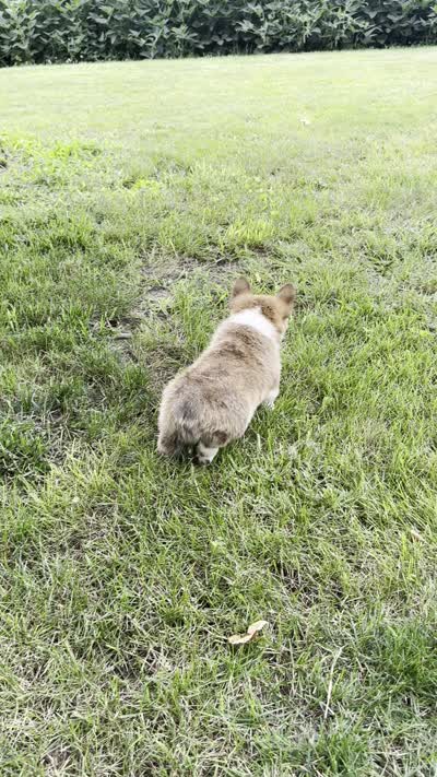 Houston, a male Pembroke Welsh Corgi for sale in Sullivan, IL – 6 of 6