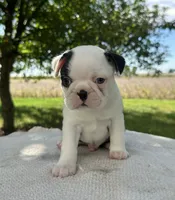 Partrick, a male Boston Terrier for sale in Sullivan, IL – 4 of 4