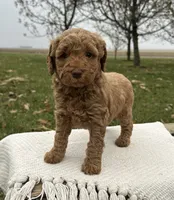 Hawthorne, a male Miniature Goldendoodle for sale in Sullivan, IL – Photo 3 of 4