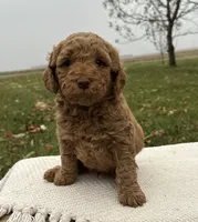 Hawthorne, a male Miniature Goldendoodle for sale in Sullivan, IL – Photo 2 of 4