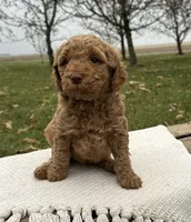 Hawthorne, a male Miniature Goldendoodle for sale in Sullivan, IL – Photo 4 of 4