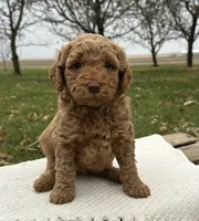 Hawthorne, a male Miniature Goldendoodle for sale in Sullivan, IL – Photo 1 of 4
