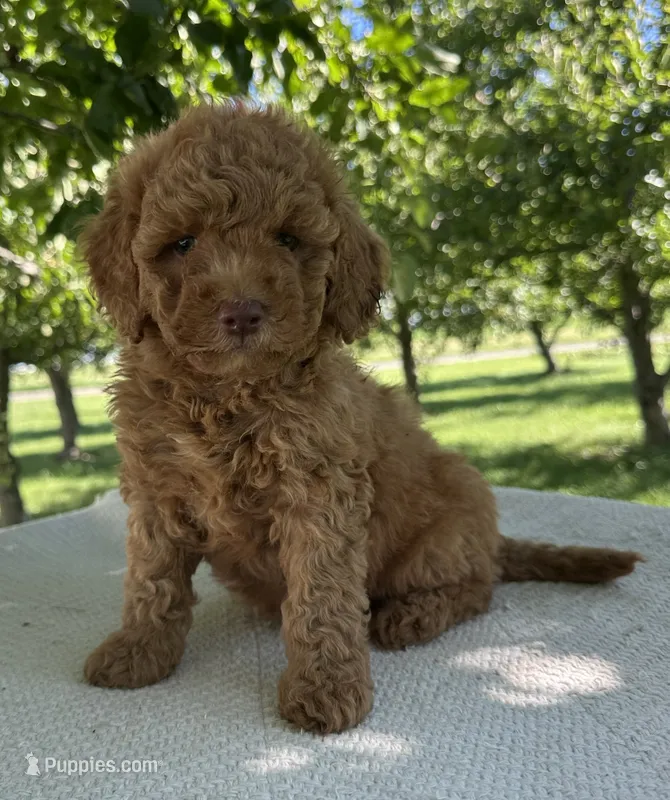 Effie  – Miniature Goldendoodle puppy for sale in Sullivan, IL