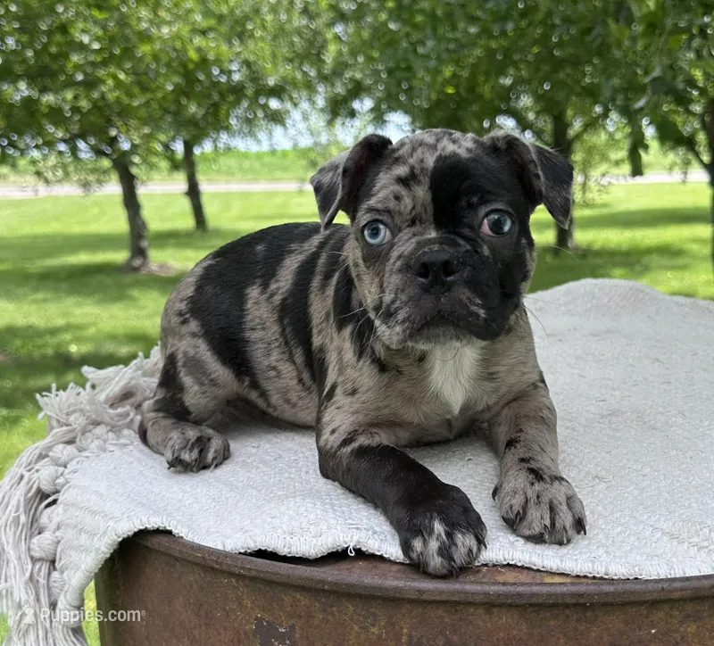 Maple – Frenchton puppy for sale in Sullivan, IL