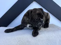 Ian, a male Frenchton for sale in Sullivan, IL – 4 of 5
