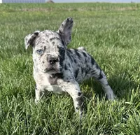 Forrest, a male Frenchton for sale in Sullivan, IL – 4 of 7